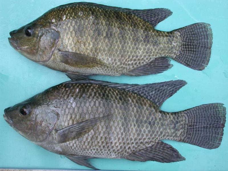 ｙｙ基因吳郭魚降低養殖生產成本 台灣醒報awakening News Networks