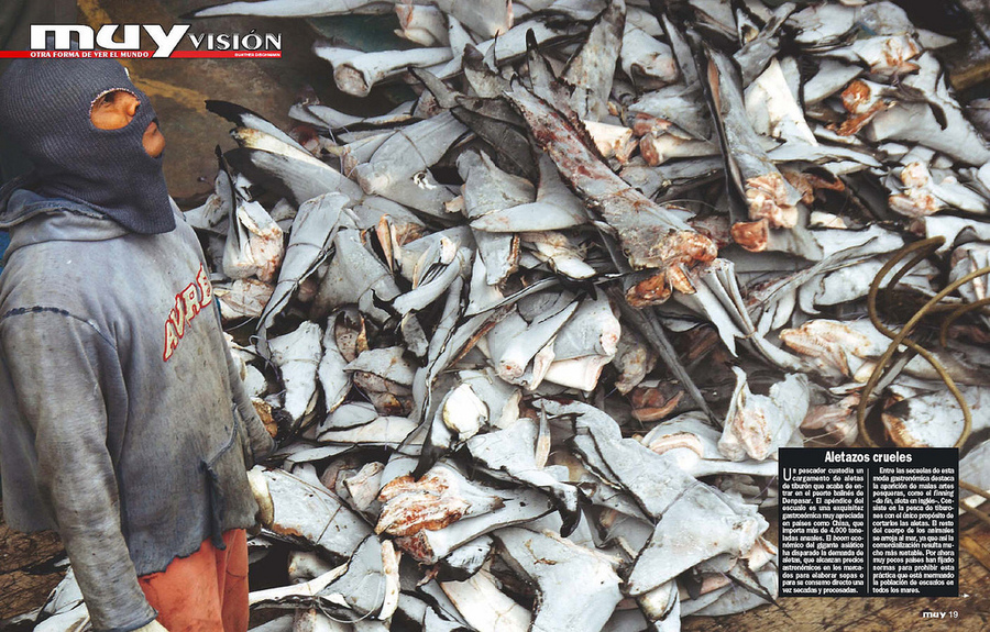 台灣人愛吃魚翅、鯊魚煙,已導致海洋生態系失衡。(Photo by YoTuT no Flickr-used under creative commons)