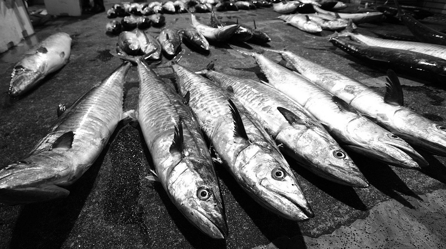 目前漁民常使用的「滾輪式雙拖網」將海底魚類一網打盡,造成生態浩劫。 (Photo by frogr014 on Flickr-used under creative commons license)