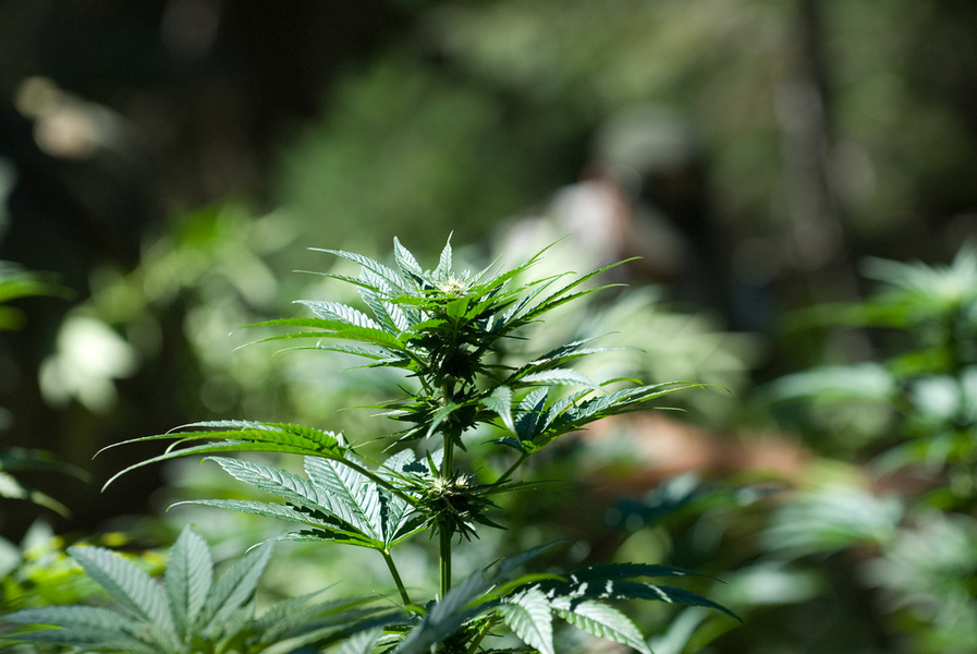 大麻種植合法化在全球逐漸成為趨勢。(Photo by North Cascades National Park on Flickr – used under Creative Commons license)