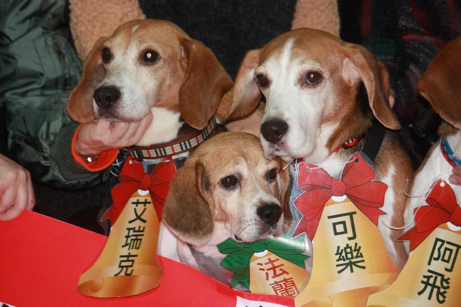 接受長年動物實驗後的米格魯們都變得膽小怕生。 (photo by 方家敏/台灣醒報)