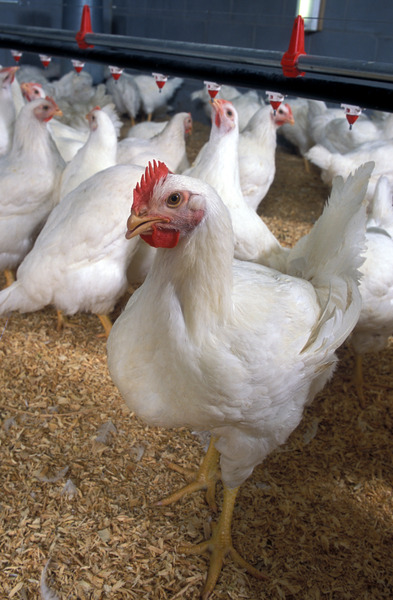 衛福部食管署20日宣布,國光生技公司已完成H7N9禽流感疫苗動物試驗,只要通過審核,就能進行人體試驗。(photo by維基百科)