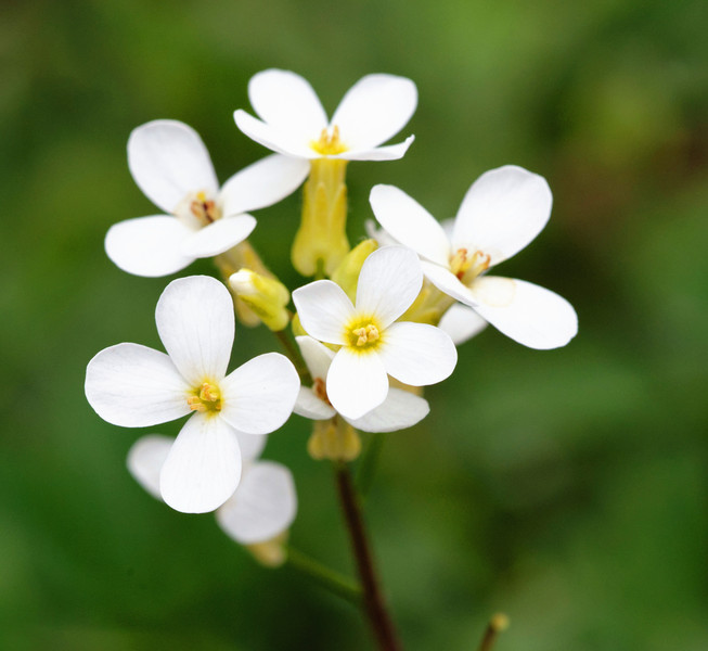中研院植微所團隊發現「阿拉伯芥」含有的某種隨晝夜改變組成的磷脂質,會與「開花素」結合而促進開花。(photo by維基百科)