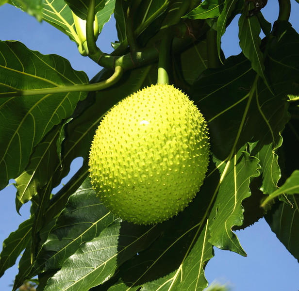 研究指出,熱帶植物「麵包樹」的果實,可望成為健康飲食首選及糧食危機的救星。(photo by李昀澔/台灣醒報)