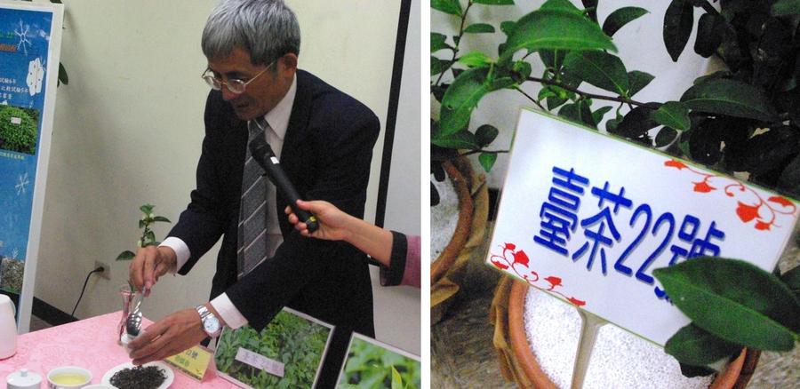 農委會茶業改良場經過多年努力栽培出的「台茶22號」,溫和潤口不苦不澀,量產後將可望在手搖杯飲料店喝到。〈photo by 陳彥驊/台灣醒報〉
