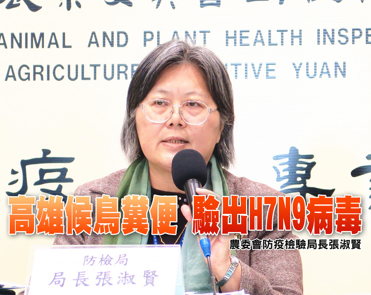 農委會防檢局長張淑賢表示,高雄茄萣濕地的鴨科候鳥糞便中驗出H7N9禽流感病毒,目前研判感染人類可能性不高。(photo by李昀澔/台灣醒報)