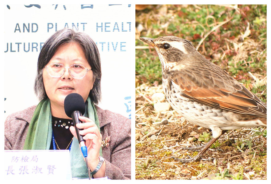 農委會防檢局長張淑賢表示,高雄鴨科候鳥糞便中驗出H7N9禽流感病毒,屏東鶇科(右)候鳥屍體則驗出H5N3病毒,目前研判感染人類可能性不高。(photo by維基百科&李昀澔/台灣醒報)
