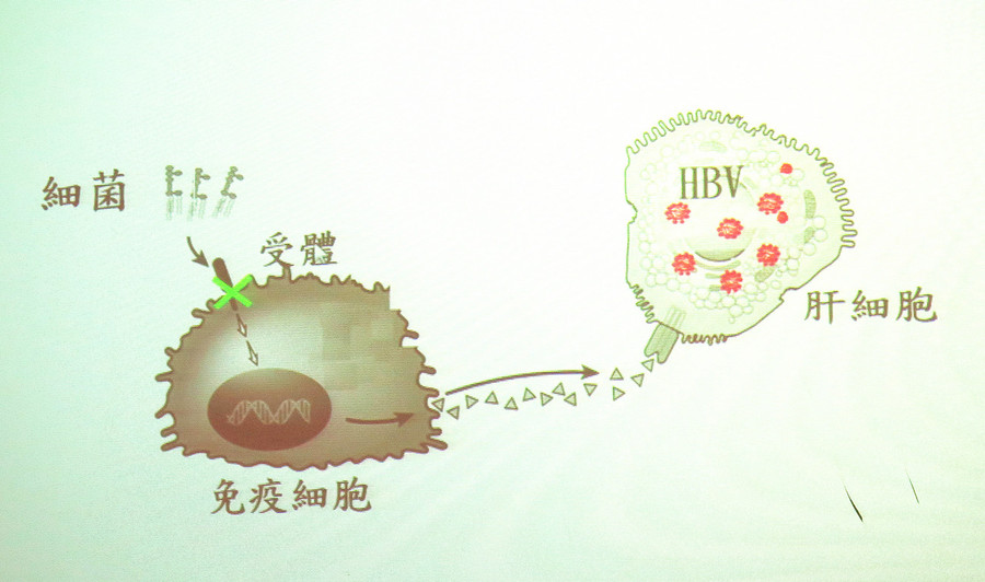 台大研究發現,「居住」在腸道中的細菌會激發肝臟部位免疫細胞消滅B型肝炎病毒的能力。(photo by台大副教授王弘毅)
