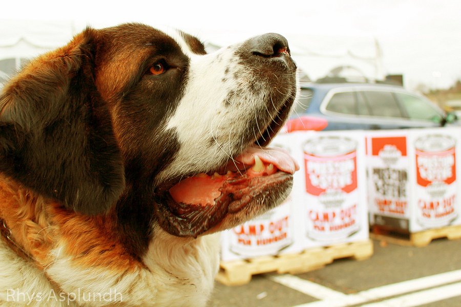 聖伯納犬過去以解救人命聞名,如今拯救對象換成了手機。(photo by Rhys A. on Flickr - used under Creative Commons license)
