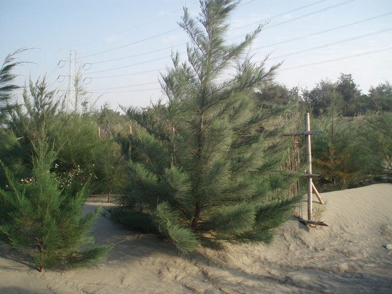 植被、造林是抑制河岸揚塵的重要方式。〈photo by 環保署提供〉