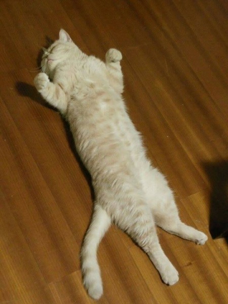 過農曆新年,主人們忙著全台走透透吃年飯、拜年,喵星人、汪星人也有機會在旅館認識新朋友。(photo by 鄭國強/ 台灣醒報)