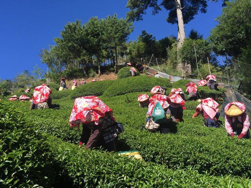 北浦東方美人茶一年產量約500斤,參賽的卻有1萬斤,在「穩定同位素」掃描技術下,是否全產自北浦將無所遁形。(photo by 醒報資料庫)