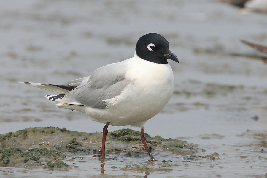 黑嘴鷗是今年的數鳥主題,被標示為「易危級」的東亞特有鳥種。(photo by wikipedia)