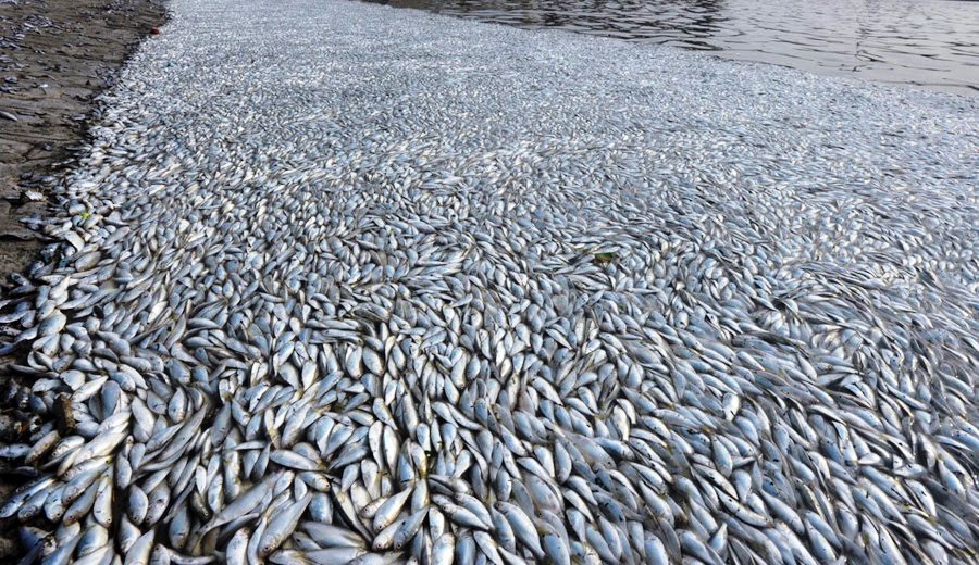 新南向破功？ 台塑越南死魚無法管- 台灣醒報Awakening News Networks
