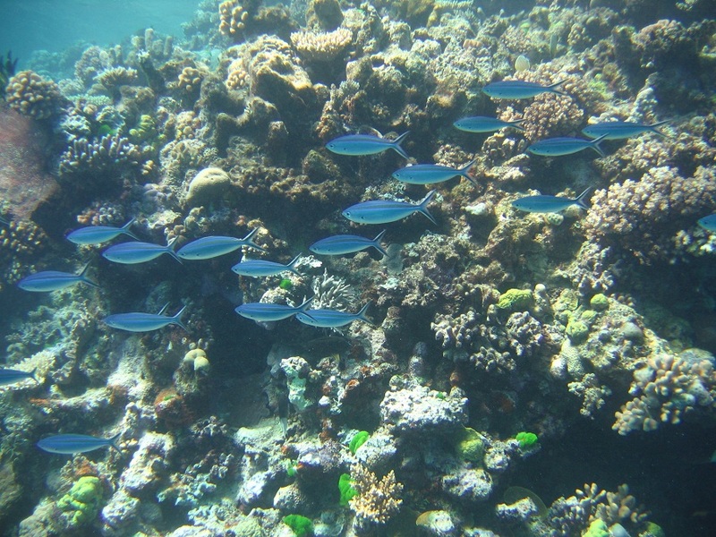 澳洲昆士蘭大堡礁嚴重白化,保育鯊魚有助大堡礁恢復原狀。(Photo by american_rugbier on Flickr used under Creative Commons license)