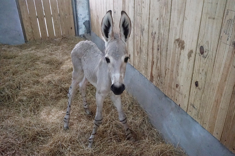 極危物種非洲野驢成功地在動物園誕下一頭健康活撥的野驢寶寶。(photo by 北市動物園)