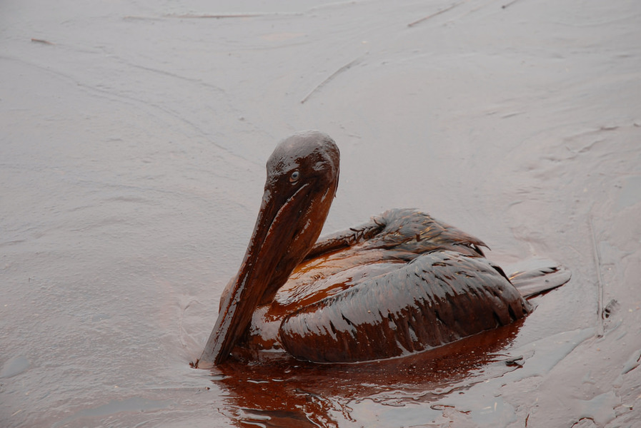 研究發現在陸上的鳥類體內已發現英國石油漏油的證據。(Photo by Louisiana GOHSEP on Flickr used under Creative Commons license)