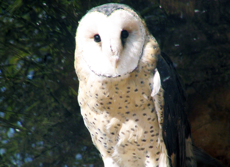 我國一級瀕絕保育鳥類草鴞。(photo by wikipedia)
