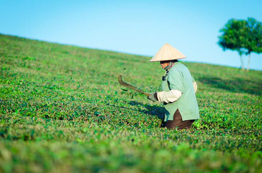 本週(8~14日)天氣十分穩定,維持悶熱高溫升至34度的型態。(photo by pixabay)