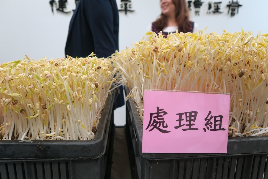 經超音波預措技術處理過的芽菜(右)與傳統發芽的芽菜(左)。(photo by 林亭妤/台灣醒報)