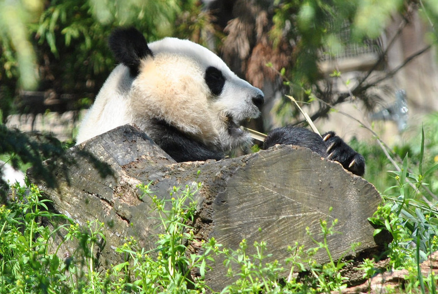 天災與人為因素,都會造成貓熊棲息地逐漸變小。(Photo by angela n. on Flickr used under Creative Commons license)