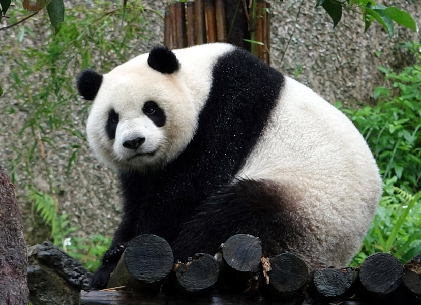 冷氣團南下為台灣帶來低溫,但動物園中的大貓熊們可是在戶外玩得不亦樂乎。(photo by 北市動物園)