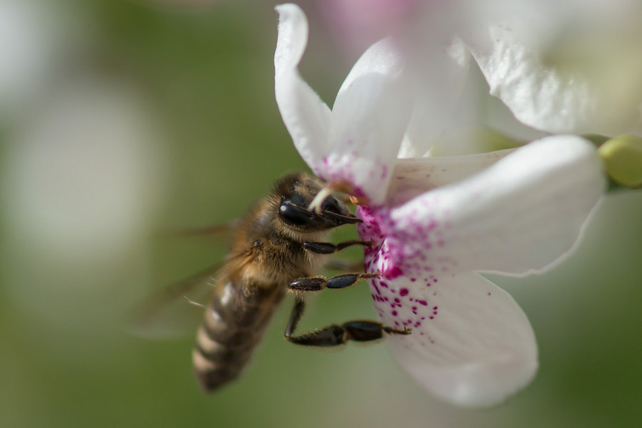 研究曾顯示,農藥對於蜜蜂族群減少有直接關係。(Photo by Faris Algosaibi on Flicker under Creative Commons license)