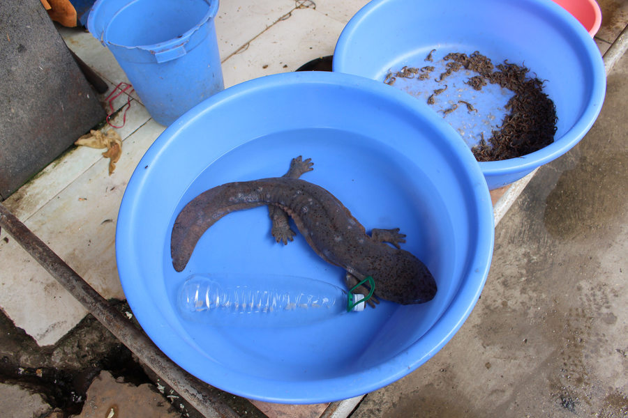 中國大陸食用娃娃魚,造成繁殖娃娃魚的商業漁場數量越來愈多。(Photo by Nature.Catcher on Flicker under Creative Commons license)