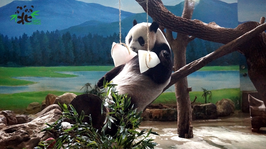 「圓仔」仔細的品嚐端午節冰粽。(photo by台北市立動物園提供)