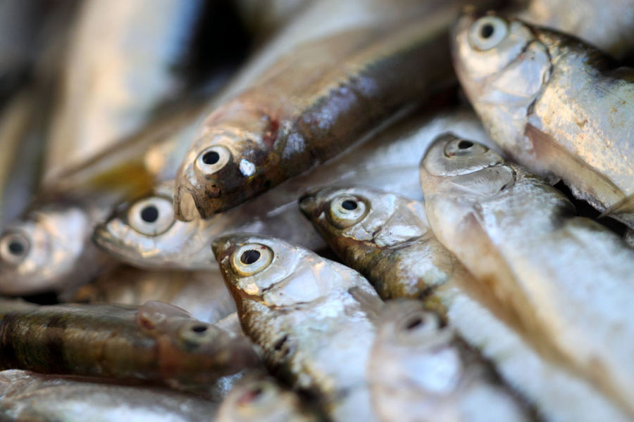 聯合國指出,養殖漁業將繼續成長,人類吃魚的數量也會增加。(Photo by _paVan_ on Flicker under Creative Commons license)