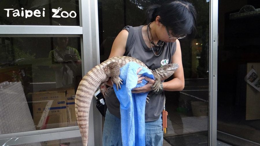 草原巨蜥也準備去曬太陽囉!(photo by台北市立動物園提供)