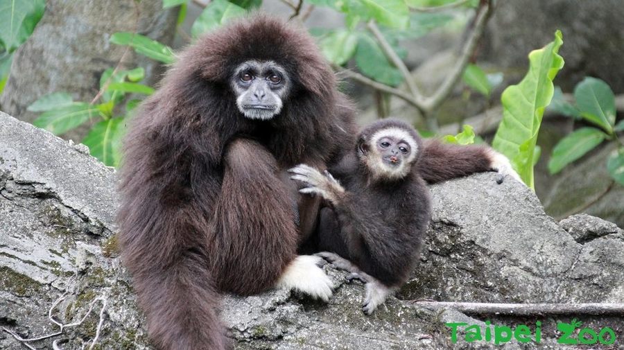 台北市立動物園特於8日父親節,表揚白手長臂猿單親爸爸「阿寶」。(photo by 台北市立動物園)
