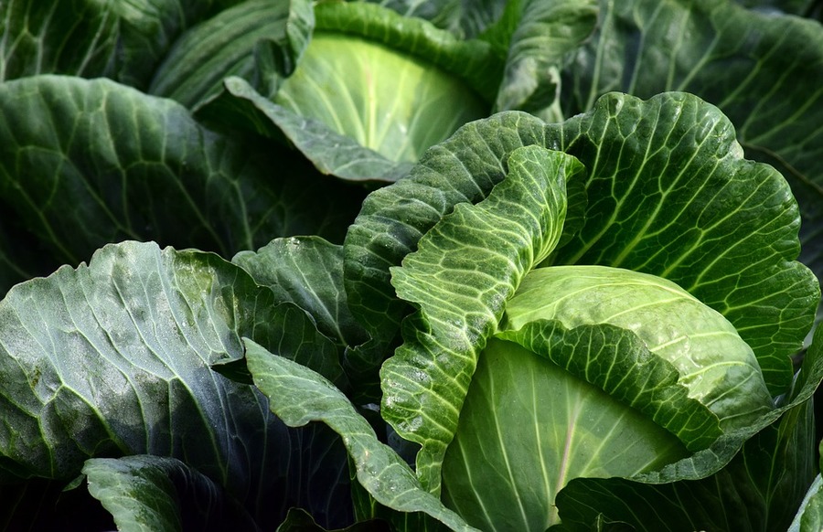英國研究證實食用青菜能防治癌症,國人應注意健康飲食!(photo by Pixabay)