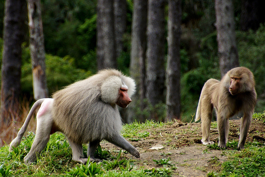 非洲擁有近200種靈長類動物,許多目前正面臨生存威脅。(Photo by Bernard Spragg. NZ on Flicker under Creative Commons license)
