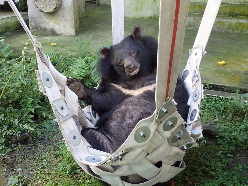 農委會11日舉辦「圈養黑熊動物福利向前行」記者會,展示黑熊正在舒服著使用人工吊床的可愛模樣。(photo by 農委會)
