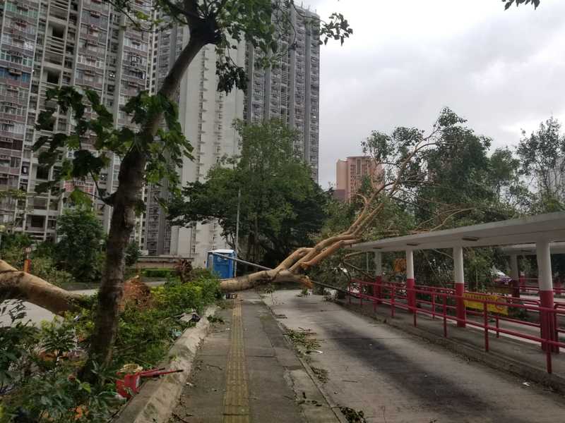 颱風山竹為香港帶來嚴重破壞,出現大量塌樹,清理後的樹木恐遭運送至堆填區棄掉。 (photo by km chan)