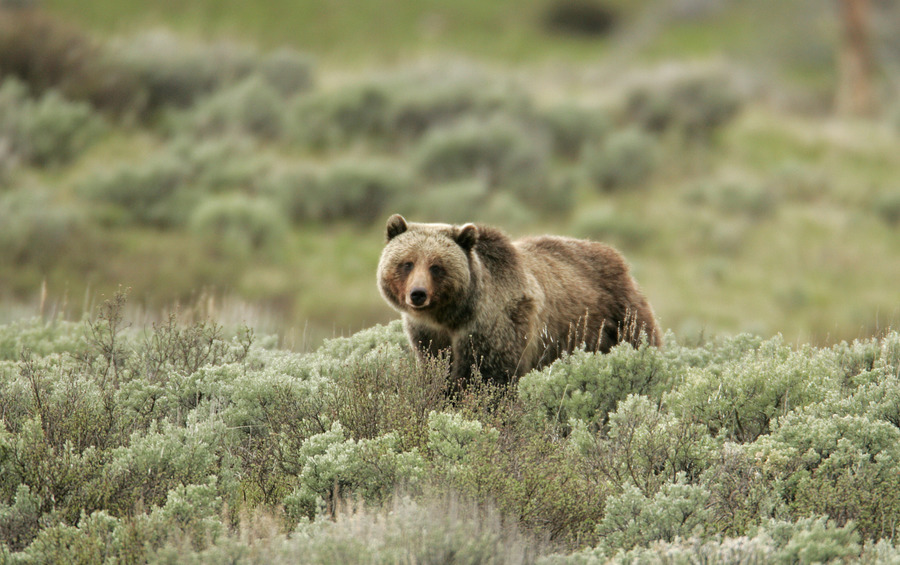 人類恣意好耗用地球資源,迫使野生動物逐漸消失。(Photo by Yellowstone National Park on Flicker under Creative Commons license)