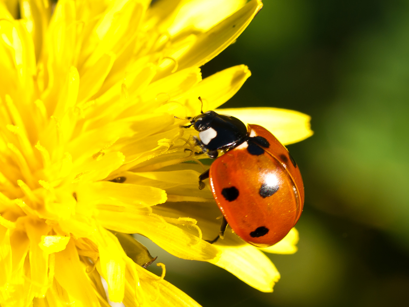 昆蟲若暴露在高溫環境下,可能會影響其生殖能力。(Photo by William Warby on Flicker under Creative Commons license)