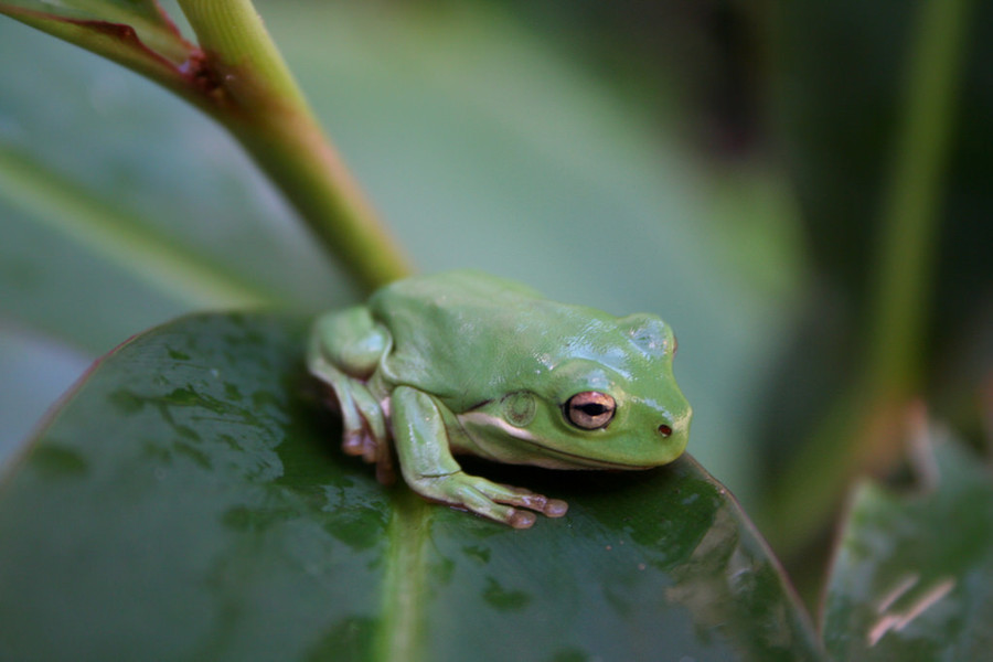 兩棲類細菌變種 全球青蛙恐滅絕 - 台灣醒報 Awakening News Networks