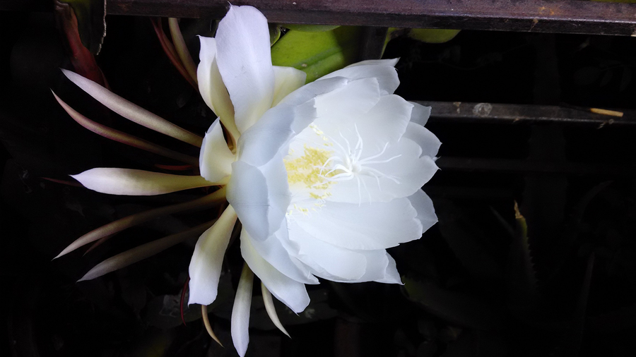 那瞬間,她彷彿成了曇花,長得再美再芬芳,也無人欣賞,只能孤芳自賞。(photo by google)