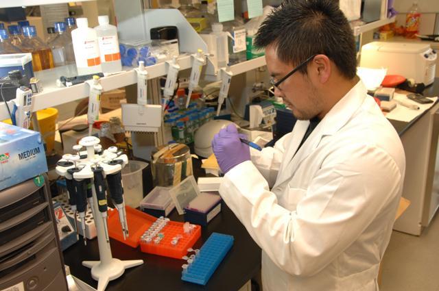 近期研究發現,透過長效緩慢釋放抗反轉錄病毒作用(LASER ART)搭配CRISPR-Cas9 基因編輯技術,能夠完全根除老鼠體內的HIV病毒。(photo by Wikipedia)