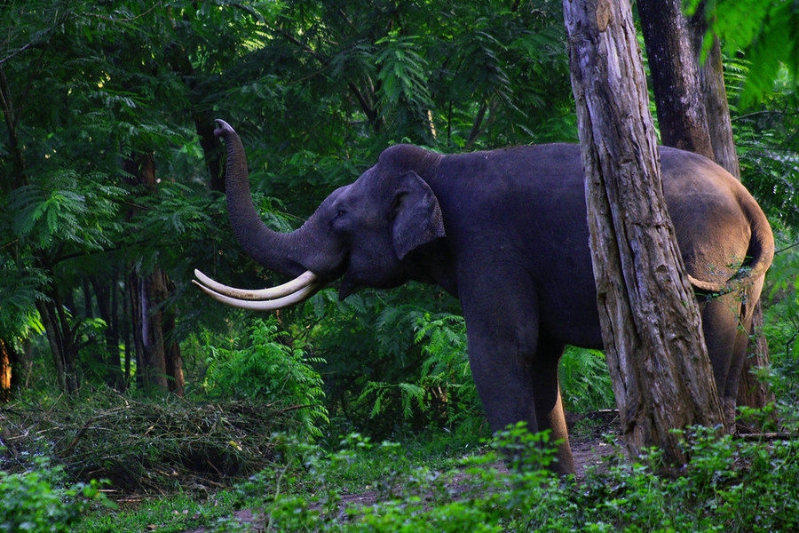 大象對於森林樹木成長,有一定影響力。(Photo by Nagesh Jayaraman on Flicker under Creative Commons license)