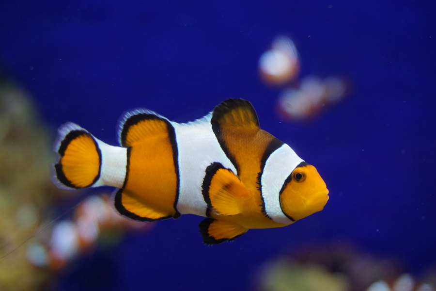 小丑魚對於棲息環境相當挑剔。(Photo by Teddy Hartanto on Flicker under Creative Commons license)