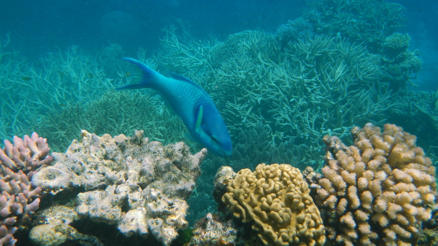 珊瑚礁受熱而白化,需要時間復原。(Photo by Robert Linsdell on Flicker under Creative Commons license)
