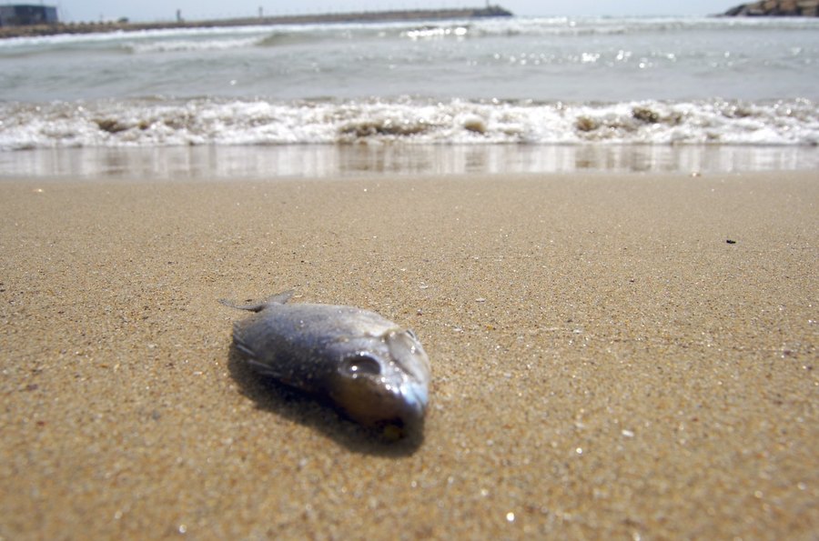 海水溫度變熱,會造成許多魚類生存壓力上升。(Photo by Dmitry K on Flicker under Creative Commons license)