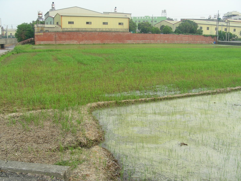 違章中高污染工廠排放的廢水,可能嚴重污染周遭農地,造成重金屬污染。(Photo by 台灣水鳥研究群 彰化海岸保育行動聯盟 on Flickr under CC2.0)