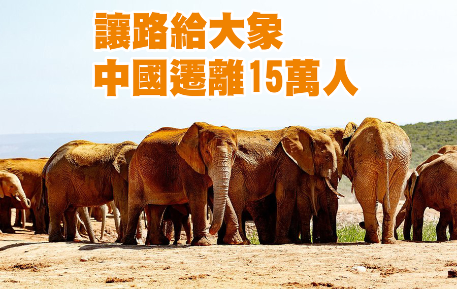 中國近來有亞洲象大範圍遷徙,中國官方為了避免人象衝突,要求沿途民眾暫時離開家園。(Photo by the Archive Team on Wikimedia under CC 3.0)