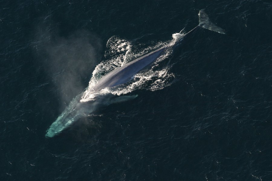 海洋生物學家對於藍鯨重返滅絕地的看法出現分歧。(NOAA)