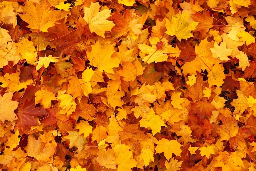 高溫、乾燥、高碳排可能都是讓紅葉美景消失的原因。(網路截圖)